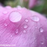 Raindrops on roses