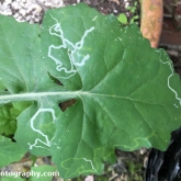 Common sow-thistle with leaf-miner