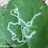 Common sow-thistle with leaf-miner