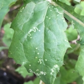 Common sow-thistle with leaf-miner