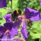 Great British Bee Count - Early bumblebee (Bombus pratorum)