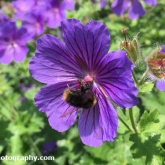 Great British Bee Count - Early bumblebee (Bombus pratorum)