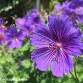 Great British Bee Count - Early bumblebee (Bombus pratorum)