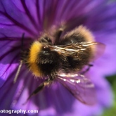 Great British Bee Count - Early bumblebee (Bombus pratorum)