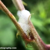 30DaysWildJune2018_004