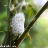 30DaysWildJune2018_005