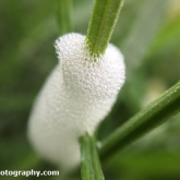 30DaysWildJune2018_006