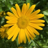 30 Days Wild - Colours of the rainbow