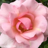 30 Days Wild - Colours of the rainbow