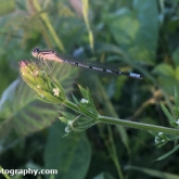 30 Days Wild - Common Blue Damslefly