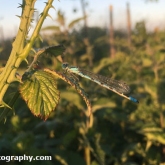 30 Days Wild - Common Blue Damslefly