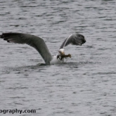 Whelford Pools Nature Reserve - Lesser black backed gull with a crayfish