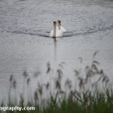 Whelford Pools Nature Reserve - Mute Swans