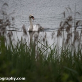 Whelford Pools Nature Reserve - Mute Swan and cygnet