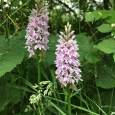 Lower Moor Farm Nature Reserve - Common Spotted-orchid Lower Moor Farm Nature Reserve - Common Spotted-orchid