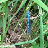 Lower Moor Farm Nature Reserve - Common Blue Damselfly Lower Moor Farm Nature Reserve - Common Blue Damselfly