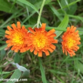 Lower Moor Farm Nature Reserve - Fox-and-cubs Lower Moor Farm Nature Reserve - Fox-and-cubs