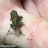 Lower Moor Farm Nature Reserve - Common froglet Lower Moor Farm Nature Reserve - Common froglet