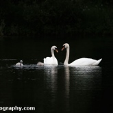 Lower Moor Farm Nature Reserve - Mute swans and two cygnets Lower Moor Farm Nature Reserve - Mute swans and two cygnets