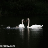 Lower Moor Farm Nature Reserve - Mute swans and two cygnets