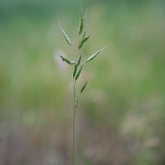 Soft-brome