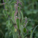 Stinging nettle