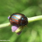 Rosemary beetle (Chrysolina americana)