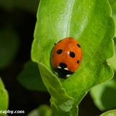 7-spot ladybird (Coccinella septempunctata)