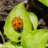 7-spot ladybird (Coccinella septempunctata)