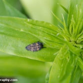 7-spot ladybird larvae (Coccinella septempunctata)