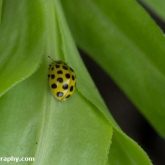 22-spot ladybird (Psyllobora vigintiduopunctata)