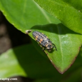 7-spot ladybird larvae (Coccinella septempunctata)