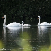 Wildlife Trusts  Lower Moor Farm - Mute Swans and cygnet