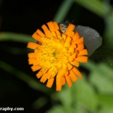 Wildlife Trusts  Lower Moor Farm - Fox-and-Cubs