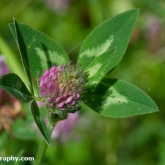 Wildlife Trusts  Lower Moor Farm - Red clover