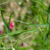 Wildlife Trusts  Lower Moor Farm - Grass vetchling