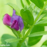 Wildlife Trusts  Lower Moor Farm - Bush vetch