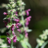 Wildlife Trusts  Lower Moor Farm - Hedge Woundwort
