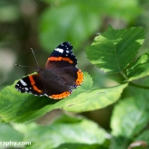 Wildlife Trusts  Lower Moor Farm - Red Admiral