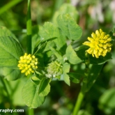 Wildlife Trusts  Lower Moor Farm - Black medick