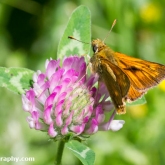 Wildlife Trusts  Lower Moor Farm - Large skipper