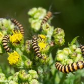 Wildlife Trusts  Lower Moor Farm - Cinnabar moth caterpillar