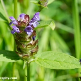 Wildlife Trusts  Lower Moor Farm - Selfheal