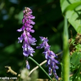 Wildlife Trusts  Lower Moor Farm - Tufted vetch