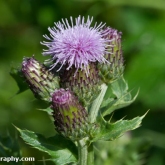 Wildlife Trusts  Lower Moor Farm - Creeping thistle
