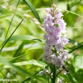Wildlife Trusts  Lower Moor Farm - Common spotted-orchid