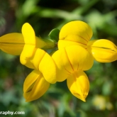 Wildlife Trusts  Lower Moor Farm - Common Bird's-foot-trefoil