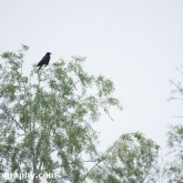 Lower Moor Farm Nature Reserve - Carrion Crow