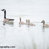 Lower Moor Farm Nature Reserve - Canada Geese