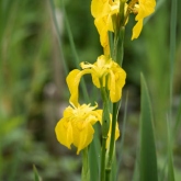 Lower Moor Farm Nature Reserve - Yellow iris